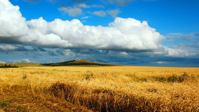 Wheat field cloudy hill distance free wallpaper - medium preview image