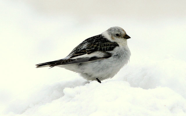 Small bird snow wing striped free wallpaper - medium preview image