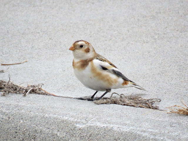 Bird sidewalk grass twigs chica free wallpaper - medium preview image