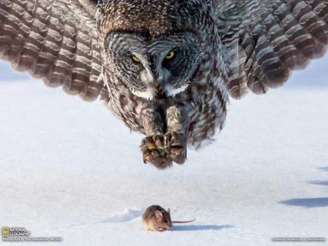 Owl flying over mouse snow free wallpaper - medium preview image