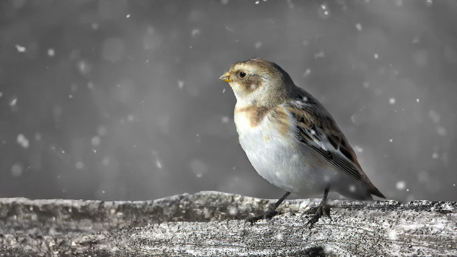 Bird tree branch snow falling free wallpaper - medium preview image