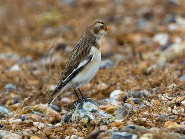 Bird rock ground background grass free wallpaper - medium preview image