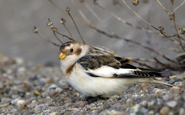 Small bird rocky ground tree free wallpaper - medium preview image
