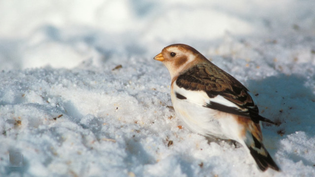 Small bird snow pile cloudy free wallpaper - medium preview image