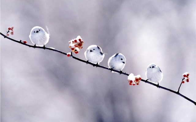 Birds branch berries gray sky free wallpaper - medium preview image