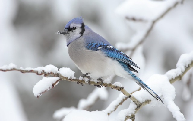 Blue jay perched branch snow #5 free wallpaper - medium preview image
