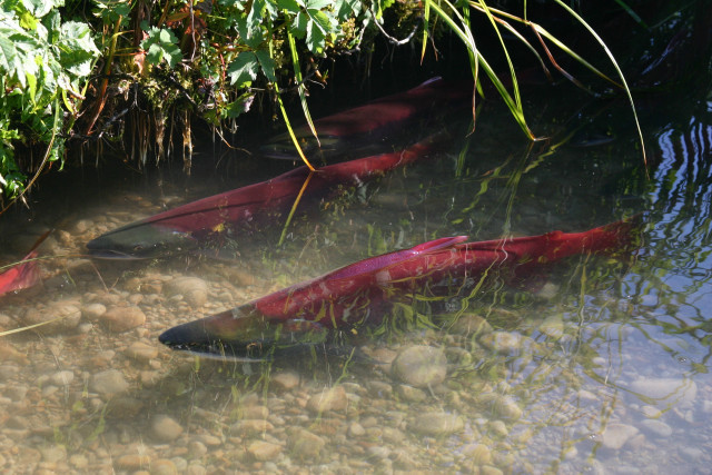 Fish swimming pond forest trees free wallpaper - medium preview image