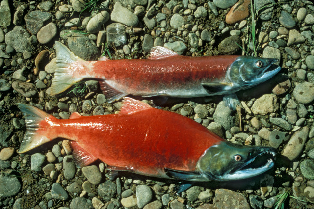 Two fish rocky beach water free wallpaper - medium preview image