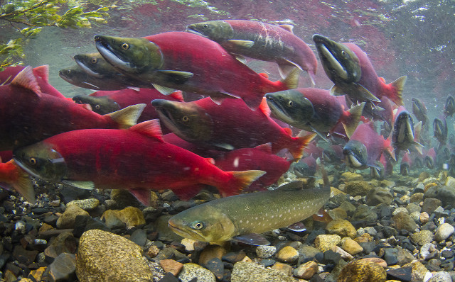 Fish swimming water rocks plants #9 free wallpaper - medium preview image