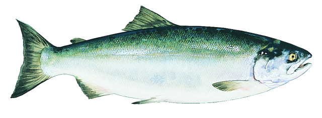 Large mouth long tail fish free wallpaper - medium preview image