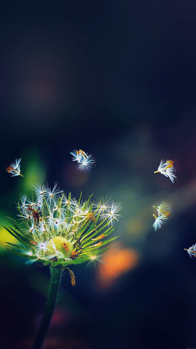 Dandelion seeds flying aesthetic microscopic free wallpaper - medium preview image