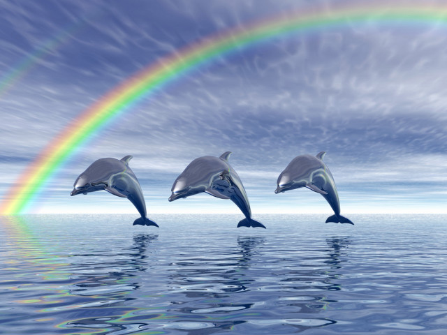 Dolphins jumping water rainbow sky free wallpaper - medium preview image