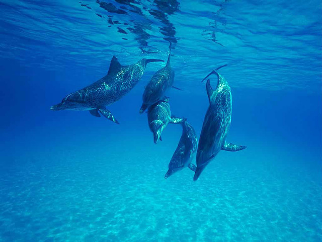 Three dolphins swimming ocean sunlight free wallpaper - medium preview image