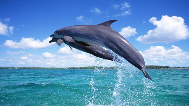 Dolphin jumping water mouth open #2 free wallpaper - medium preview image