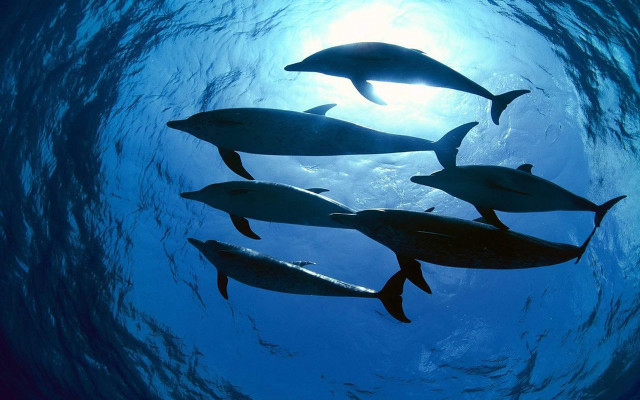 Dolphins swimming ocean sunlight group free wallpaper - medium preview image