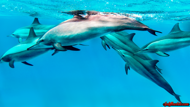 Dolphins swimming man camera ocean free wallpaper - medium preview image