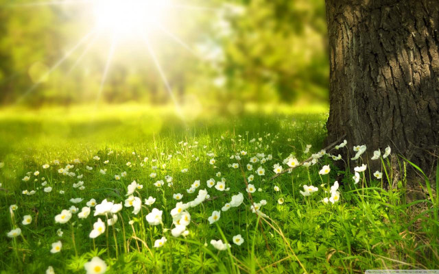 Field white flowers tree sunshine free wallpaper - medium preview image