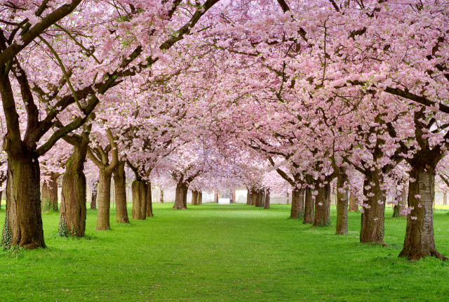 Large field trees green grass #2 free wallpaper - medium preview image