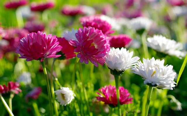 Field flowers pink white green #2 free wallpaper - medium preview image