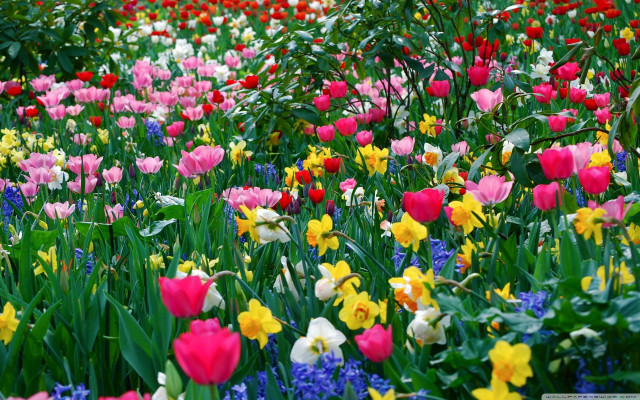 Colorful flowers green leaves background free wallpaper - medium preview image