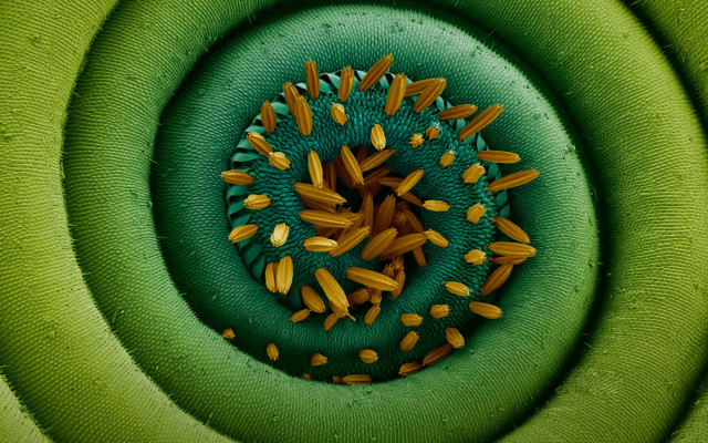 Green yellow object circular design free wallpaper - medium preview image
