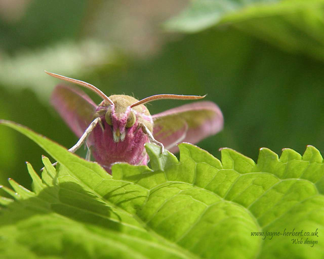 Small pink white moth green free wallpaper - medium preview image