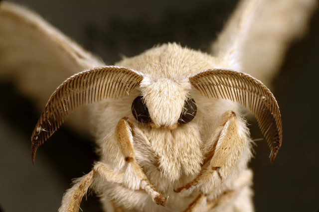 Close up bug long horns free wallpaper - medium preview image