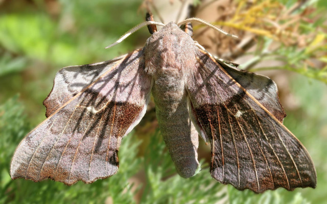 Moth sitting plant outside sunlight free wallpaper - medium preview image