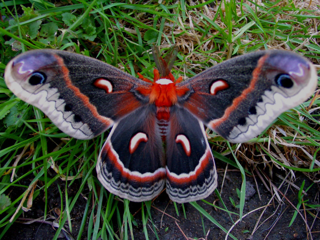 Butterfly red black wings grass free wallpaper - medium preview image