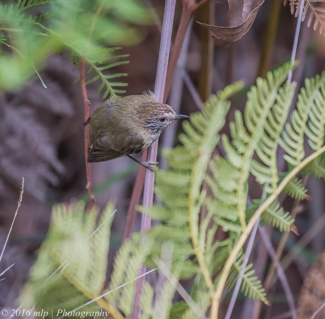 Bird perched branch forest ferns free wallpaper - medium preview image