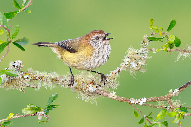 Small bird branch flowers leaves free wallpaper - medium preview image