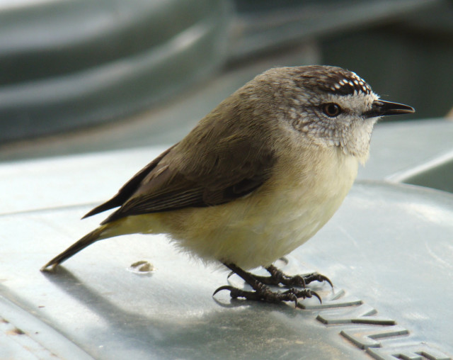 Bird metal name black white free wallpaper - medium preview image