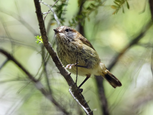 Bird sitting branch tree green free wallpaper - medium preview image