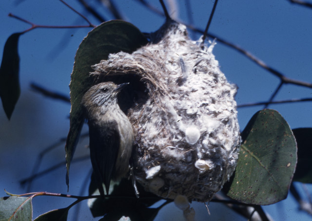 Bird nest branch leaves blue free wallpaper - medium preview image