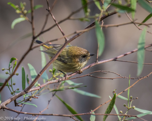 Small bird perched branch tree #10 free wallpaper - medium preview image