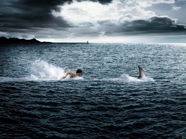 Man swimming ocean shark boat #2 free wallpaper - medium preview image