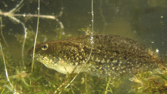 Fish swimming water plants grass free wallpaper - medium preview image