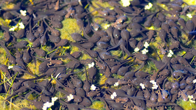 Small black animals green field #2 free wallpaper - medium preview image