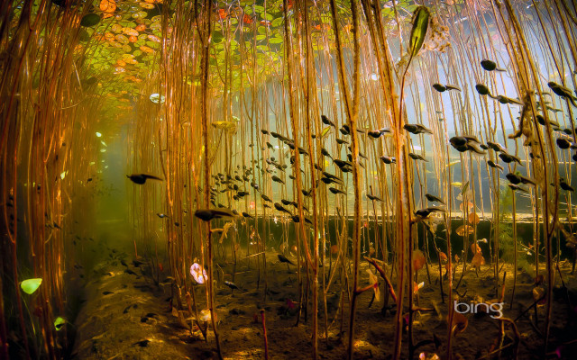 Fish pond plants microscopic sunset free wallpaper - medium preview image