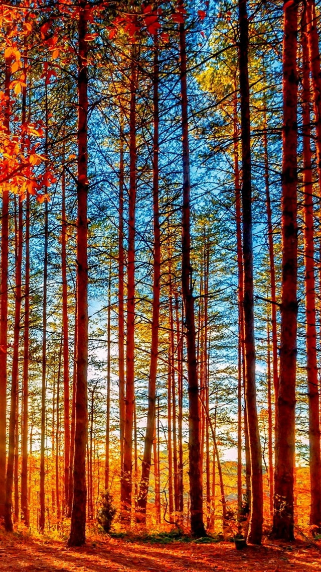 Colorful forest tall trees fall free wallpaper - medium preview image
