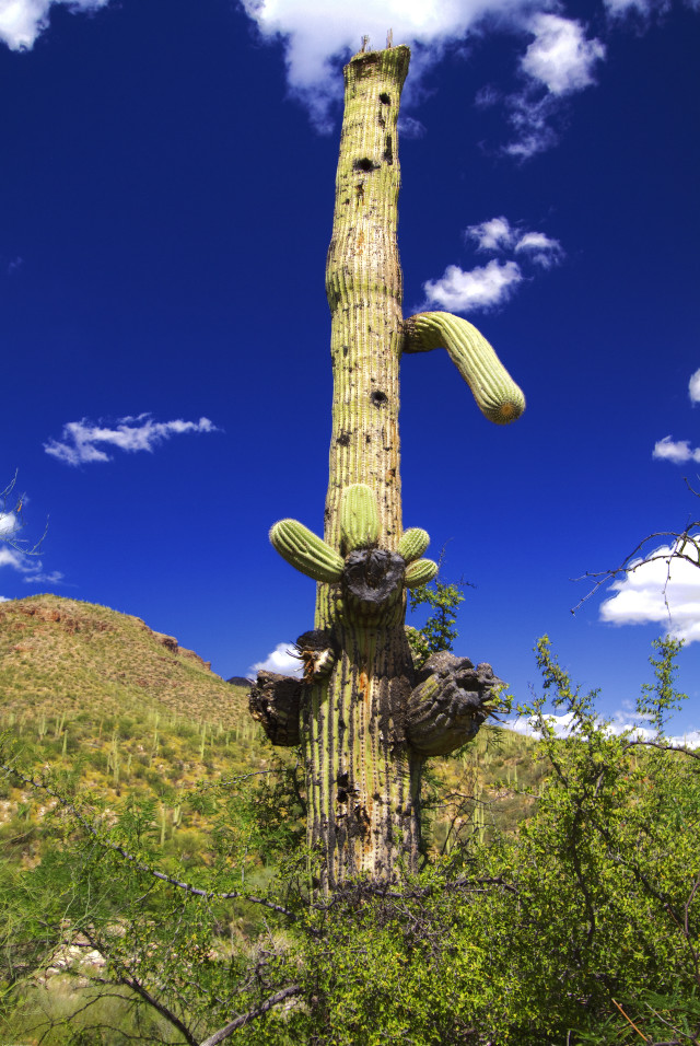 Cactus green plant field blue free wallpaper - medium preview image