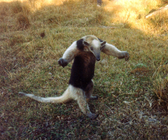 Dog playing frisbee grass sunlight free wallpaper - medium preview image