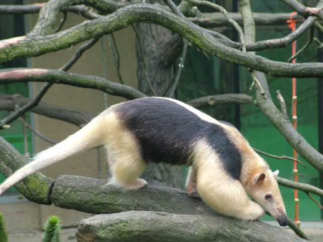 Large animal tree branch zoo free wallpaper - medium preview image