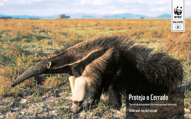 Large animal grass field sky free wallpaper - medium preview image