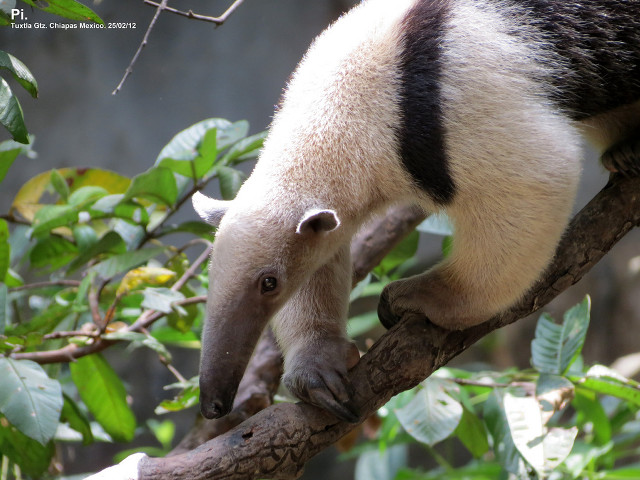 Small animal climbing tree branch free wallpaper - medium preview image