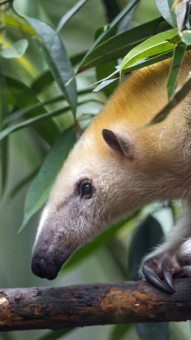 Small animal branch leaves camera free wallpaper - medium preview image