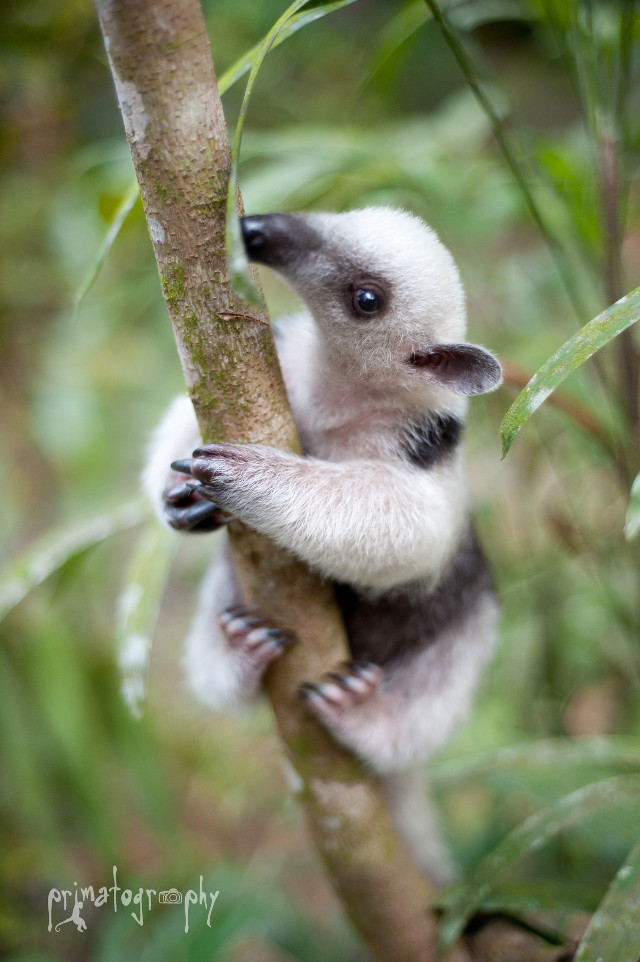 Small white black animal climbing free wallpaper - medium preview image