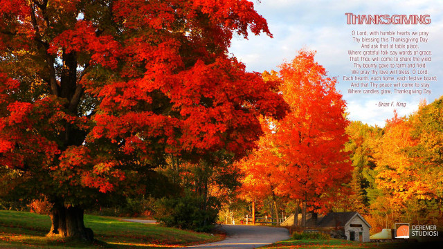 Road tree orange red leaves free wallpaper - medium preview image