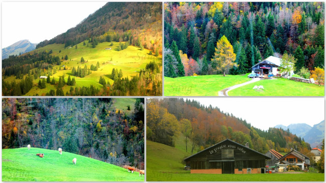 Mountain house forest animals series free wallpaper - medium preview image
