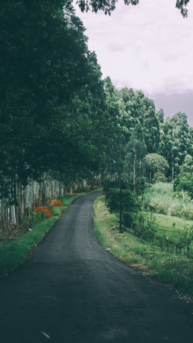 Black road trees field night free wallpaper - medium preview image